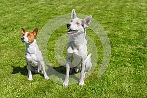 Basenji dog and its younger friend mixed breed dog looking attentively up
