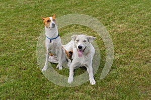 Basenji dog and its younger mixed breed one resting together  on a lawn at spring seaon