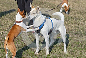 Basenji dog jump near mixed-breed bigger dog