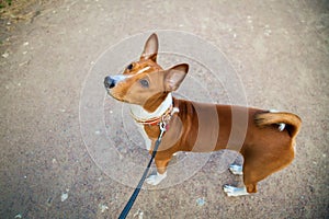 Basenji dog with a lead