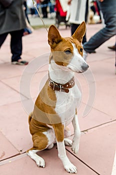 Basenji dog on a leash. Portrait