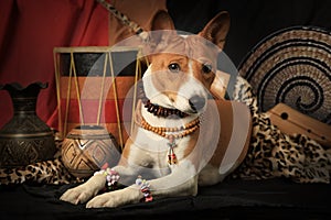 Basenji dog lies on a sofa in an African style room
