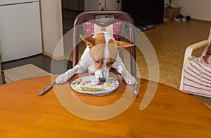 Basenji dog is liking plate with lestovers that master left after nice lunch in dining room
