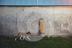 Basenji dog and longboard