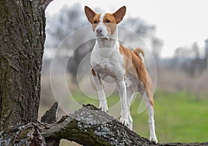 Basenji dog looking around its territory standing on a tree branch