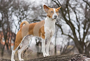 Basenji dog looking around standing on a tree branch