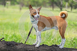 Basenji dog looking around standing on a tree branch at spring season