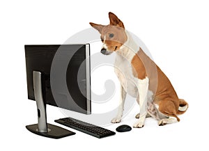 Basenji dog looks at a computer monitor