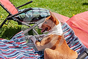 Basenji dog is lying on the deck chair in the hot summer sun