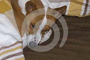 basenji dog lying on sofa under coverlet and resting