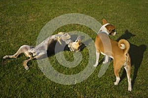 basenji dog male standing on green lawn while other mixed breed female dog lying with obey