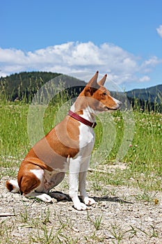 Basenji dog in the mountains in nature. Purebred gorgeous red do