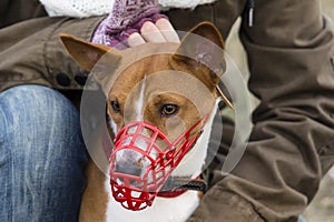 Basenji dog in a muzzle for coursing