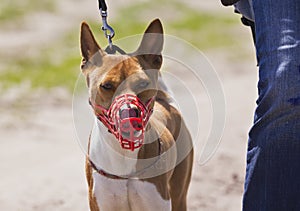 Basenji dog in a muzzle for coursing.