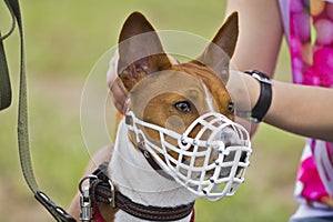 Basenji dog in a muzzle for coursing.