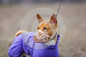 Basenji dog in a muzzle for coursing. Early spring