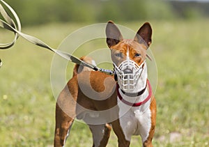 Basenji dog in a muzzle for coursing.