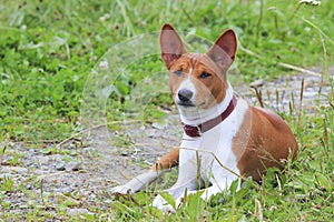 Basenji dog in the park. Purebred gorgeous dog.