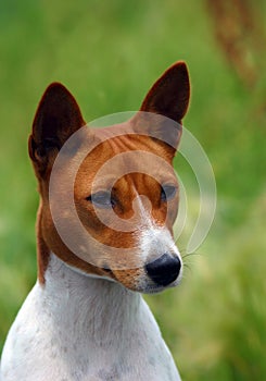 Basenji dog portrait photo