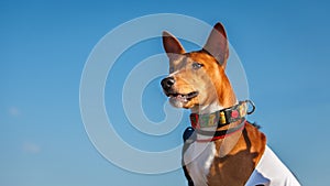 Basenji dog portrait outdoors. Training coursing