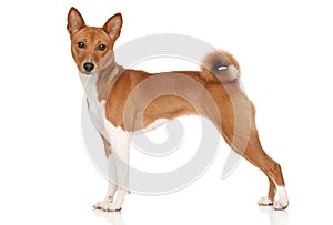 Basenji dog photo