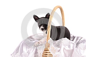 Basenji dog puppy in the basket isolated over white background