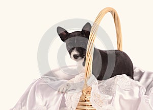 Basenji dog puppy in the basket isolated over white background
