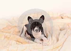 Basenji dog puppy on the grey background
