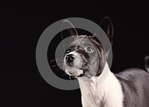 Basenji dog puppy isolated over the black background