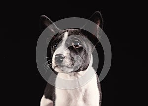 Basenji dog puppy isolated over the black background