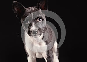 Basenji dog puppy isolated over the black background