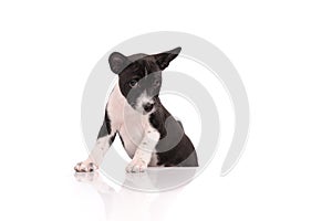 Basenji dog puppy isolated over white background