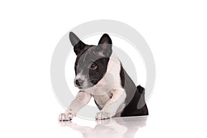 Basenji dog puppy isolated over white background