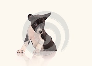 Basenji dog puppy isolated over the white background