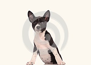 Basenji dog puppy isolated over the white background