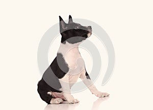 Basenji dog puppy  over the white background