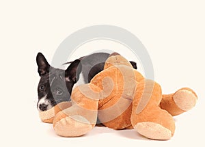 Basenji dog puppy with a toy