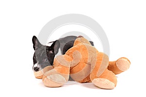 Basenji dog puppy with toy