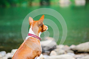 Basenji dog on the river. Purebred gorgeous dog.