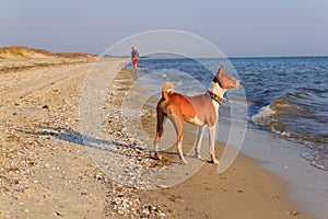 Basenji dog on the seashore. Sunny day. Sand beach