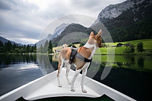 Basenji dog sits on boat at alpine lake