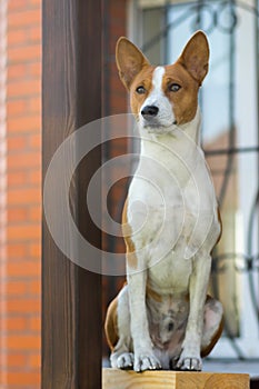 Basenji dog sitting concentrated while guarding the house it lives