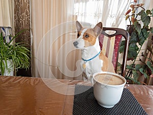 basenji dog sitting at dinner table and waiting till cofee getting much colder in cup that master left for lovely dog