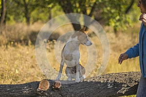 Basenji dog sitting on the tree branch and waiting its master