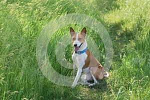 basenji dog sitting in wild spring herbs and smiling