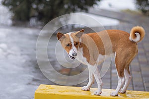 Basenji dog standing on a wet benc