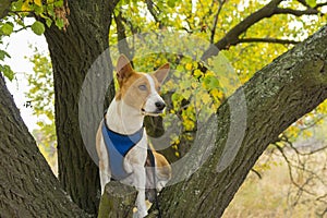 Basenji dog standing on wild pear  tree branch and looking around