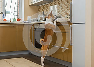 Basenji dog thoroughly inspecting kitchen while being home alone