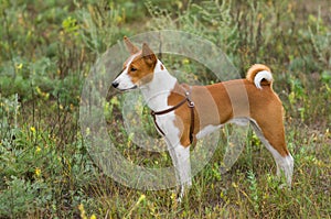 Basenji dog - troop leader