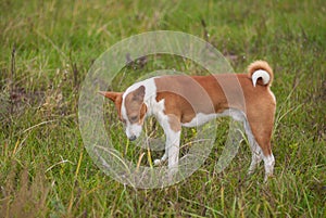 Basenji dog - troop leader standing in the wild autumnal grass